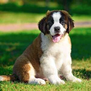 Fundraising Page: Erik Aas